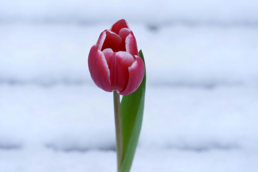 Beautiful pink tulip blooming against a snowy winter backdrop in Belgium.